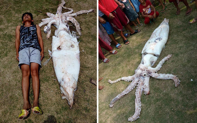 Sốc trước mực khổng lồ, to hơn cả một thanh niên Ảnh 2