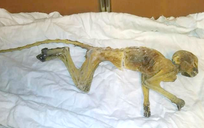 Phát hiện 'xác ướp' kinh hoàng khi đang sửa mái nhà Ảnh 2