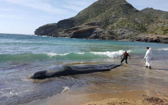 Gần 30kg rác trong bụng một con cá nhà táng dạt bờ biển Ảnh 2