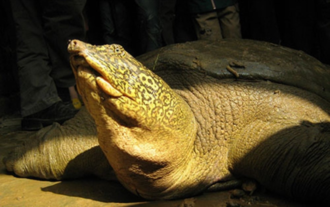 Phát hiện thêm cá thể cùng loài với rùa Hoàn Kiếm ngoài tự nhiên Ảnh 2