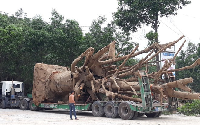 Thiếu giấy phép, 2 cây 'quái thú' vẫn chưa được chở ra Bắc Ảnh 2