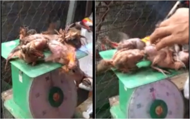 Nhẫn tâm dùng đèn khò thiêu sống chim rừng ngay trước mặt thực khách để chứng minh độ tươi ngon Ảnh 2