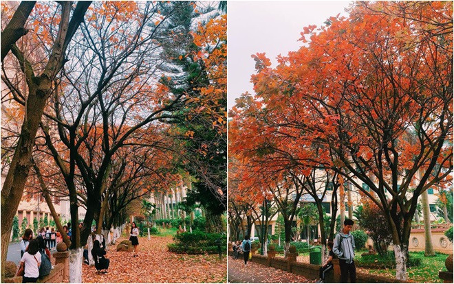 Có mỗi một cây lộc vừng thay lá thôi mà sinh viên Ngoại thương, Sư phạm cũng đủ chất liệu biến tấu thành 1.000 kiểu ảnh 'sống ảo' Ảnh 2