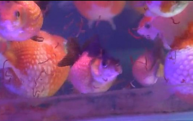 Cá Ping Pong 'siêu béo' thu hút người chơi ở Sài Gòn Ảnh 2