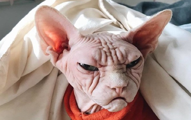 Ngắn trọn 'nhan sắc' chú mèo 'cau có nhất thế giới' Ảnh 2