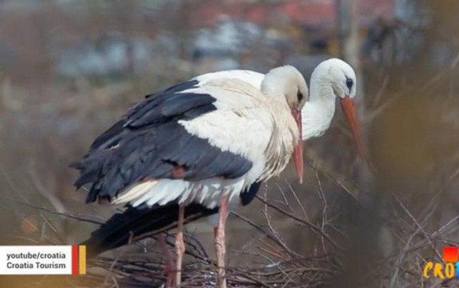 Chú cò mỗi năm mất gần một tháng bay 14.000 km về hội ngộ bạn tình Ảnh 2