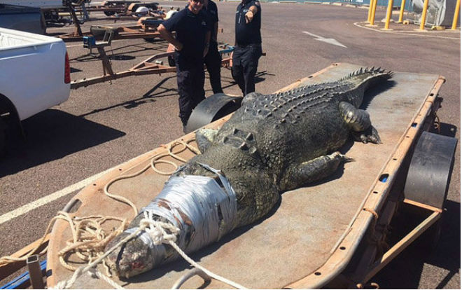 Cá sấu khổng lồ dài gần 5 m sa lưới Ảnh 2