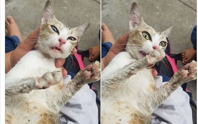 Chú mèo đang mang bầu bị đánh đập tạt nước sôi đến động kinh khiến dân mạng phẫn nộ Ảnh 2