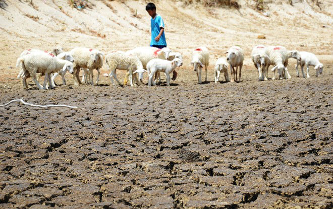 Nắng nóng kinh hoàng kéo dài ở Ninh Thuận: Cừu chết, đất cháy, nguồn nước cạn kiệt và nguy cơ cháy rừng ở mức báo động Ảnh 2