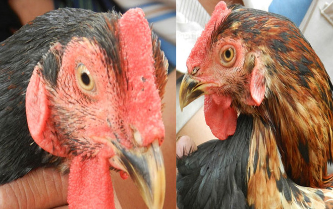 Kỳ lạ con gà 'pê đê' có biệt tài gáy được 2 giọng trống, mái Ảnh 2