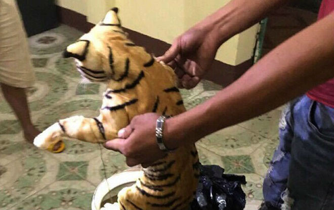 Phát hiện hai cá thể hổ nằm trong bình thủy tinh trên xe khách Ảnh 2