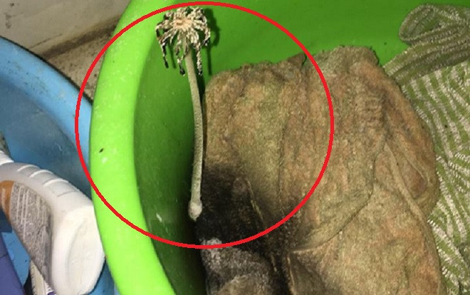 Đỉnh cao của ở bẩn, quần áo nấm mốc mọc thành cây dài 30cm Ảnh 2