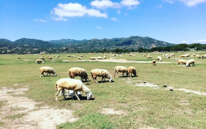 Hóa thành dân du mục Mông Cổ ngay tại Việt Nam Ảnh 2