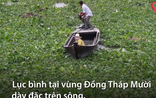 Nông dân phun thuốc diệt lục bình dày đặc trên sông Ảnh 2