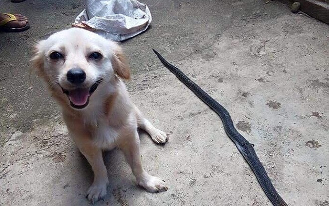 Nụ cười cuối cùng của chú chó cùng ánh mắt 'Em làm tốt chứ cậu chủ?' trước khi chết khiến dân mạng xúc động Ảnh 2