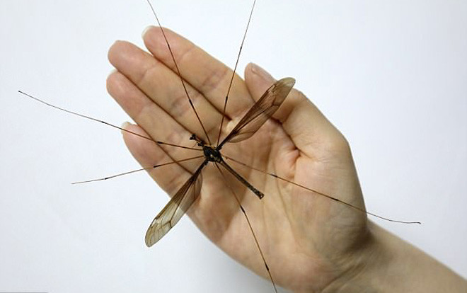 Hãi hùng muỗi to hơn bàn tay Ảnh 2