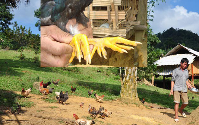 Săn gà chín cựa nơi Đất Tổ: 4 triệu đồng/con Ảnh 2