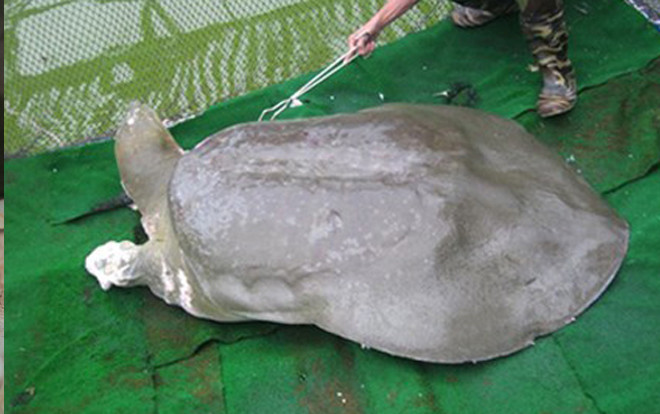 Hai năm chế tác tiêu bản rùa hồ Gươm Ảnh 2