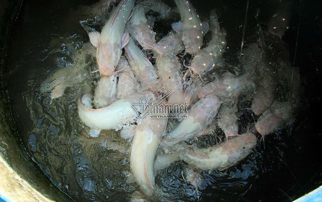 ‘Thủy quái’ miền Tây: Ngàn con cá trê hồng đột biến gen kỳ lạ Ảnh 2