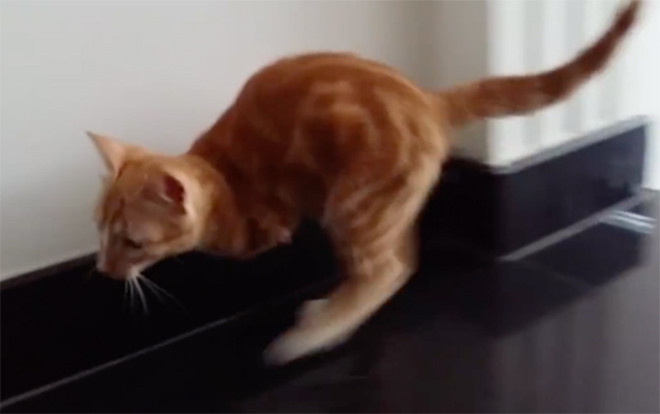 Chú mèo 2 chân bất đắc dĩ phải di chuyển như chuột túi bỗng trở thành ngôi sao sáng nhất mạng xã hội Ảnh 2