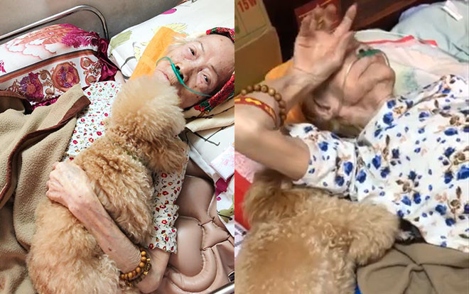 Nghẹn ngào chuyện chú chó rơi nước mắt ngày ngoại nằm giường bệnh, 'túc trực' đến khi ngoại qua đời Ảnh 2
