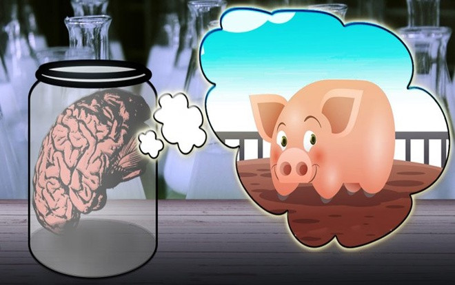 Giữ não heo sống trong 36 tiếng dù lìa khỏi cơ thể Ảnh 2