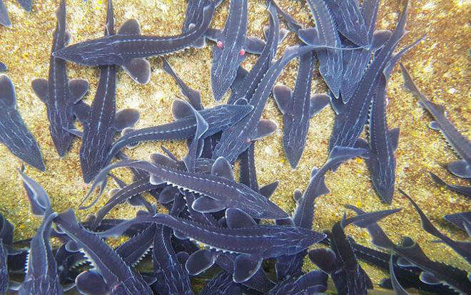 Lên chốn bồng lai… lai rai chuyện cá tầm Ảnh 2