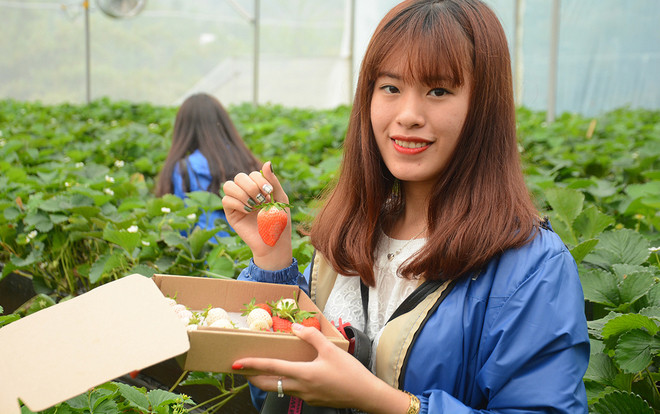 Vườn dâu tây ở Sa Pa thu phí tham quan 4 ngày nghỉ lễ Ảnh 2