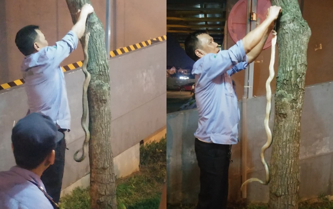 Kinh hãi: Bảo vệ chung cư tóm được rắn hổ mang dài hơn 1m lảng vảng gần khu vui chơi trẻ em Ảnh 2