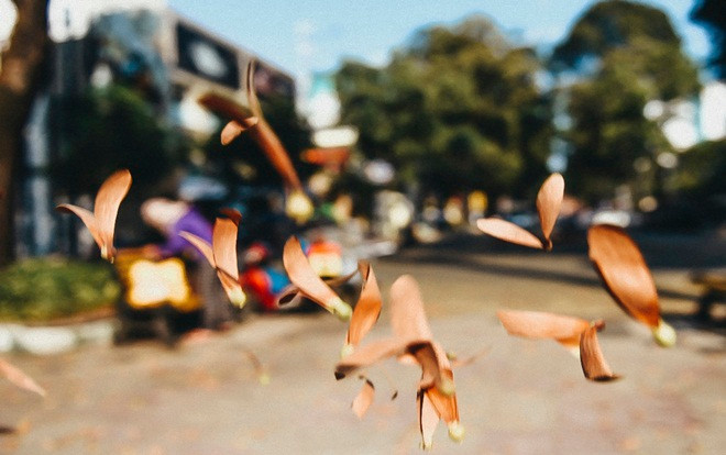 Tháng 5, người Sài Gòn thích thú với mùa chò nâu xoay tít trong gió Ảnh 2