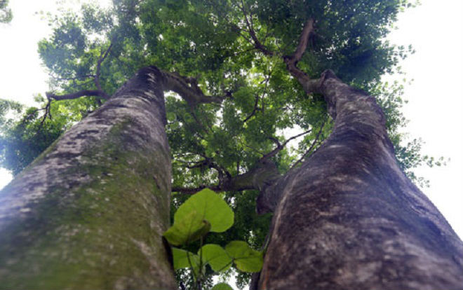 Hà Nội dời hàng loạt cây sưa đỏ để làm Metro Ảnh 2