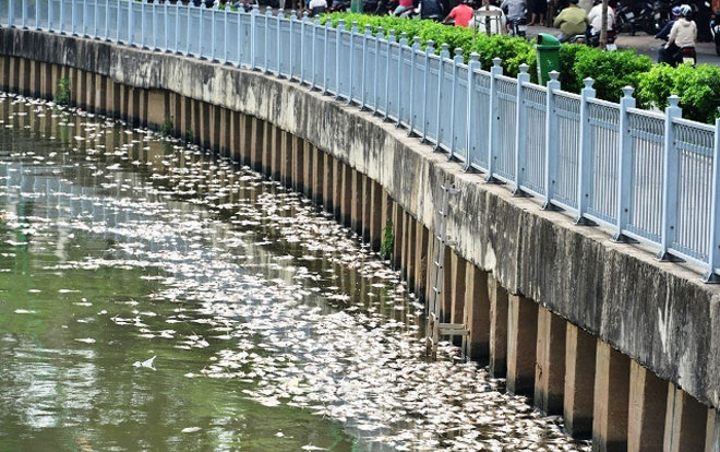 Cá chết trắng kênh Nhiêu Lộc - Thị Nghè sau trận mưa đầu mùa Ảnh 2