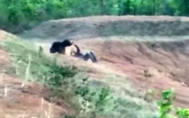 Ham hố chụp ảnh với gấu, nam thanh niên đổi cả mạng sống Ảnh 2