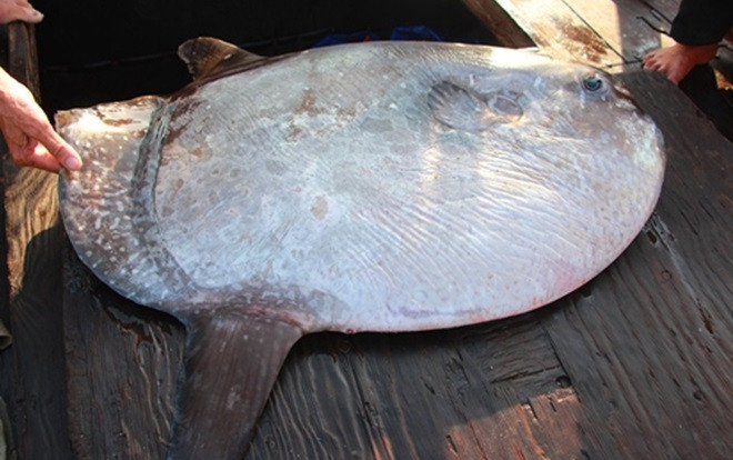 Ngư dân câu được cá mặt trăng nặng 32kg Ảnh 2