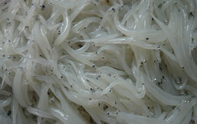 Cá thủy tinh đặc sản hiếm có mỗi năm chỉ xuất hiện một lần ở sông Đà Ảnh 2