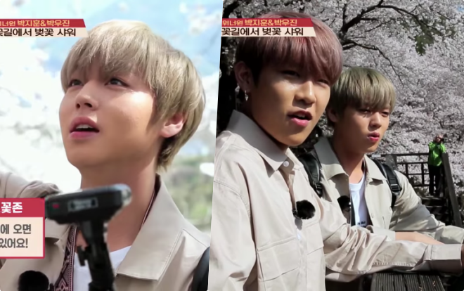 Mỹ nam Wanna One muốn fan sống sao khi rủ nhau đi ngắm hoa anh đào 'tình bể bình' thế này Ảnh 2