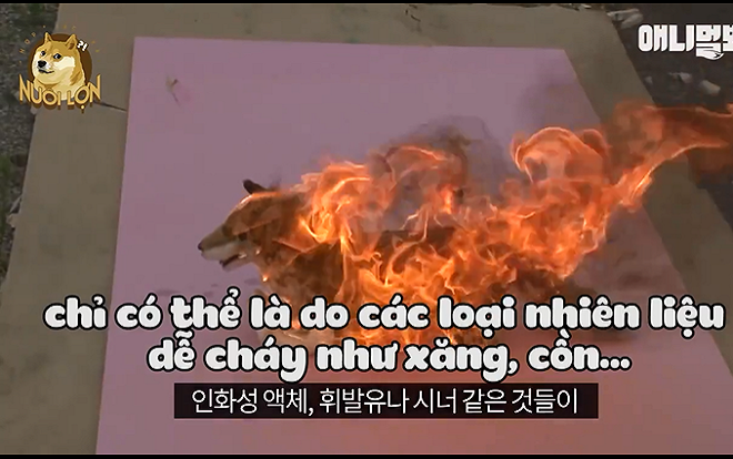 Bị châm lửa đốt, chú chó con này vẫn sống sót một cách kỳ diệu nhờ vào lòng tốt của người xa lạ Ảnh 2