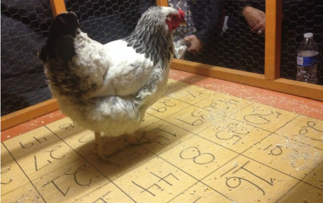 Trò chơi cờ bạc bằng… phân gà vô cùng kỳ quái Ảnh 2