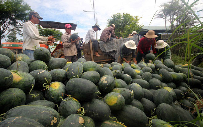 Cả nghìn tấn dưa hấu chín ứ đọng ngoài đồng ở Quảng Nam Ảnh 2