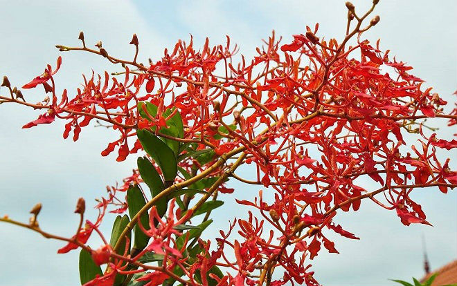 Tháng 5 rực rỡ: Ngắm lan huyết nhung nở đỏ rộ như hoa phượng vĩ Ảnh 2