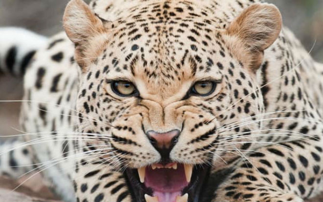 Kinh hoàng bé trai 3 tuổi bị báo đốm ăn thịt Ảnh 2