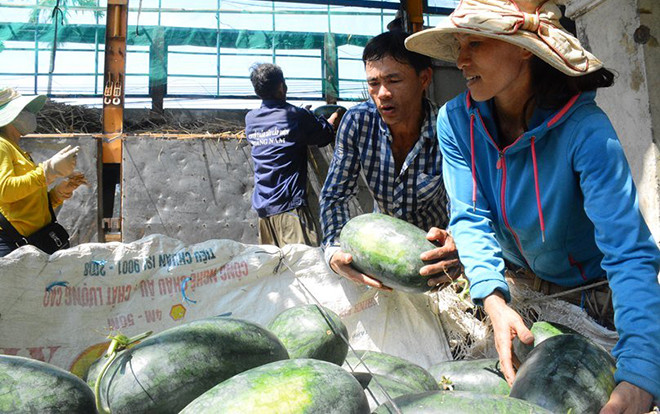 Quảng Nam: Người dân nuốt nước mắt bên 3.000 tấn dưa hấu ‘thoi thóp’ chờ cứu Ảnh 2