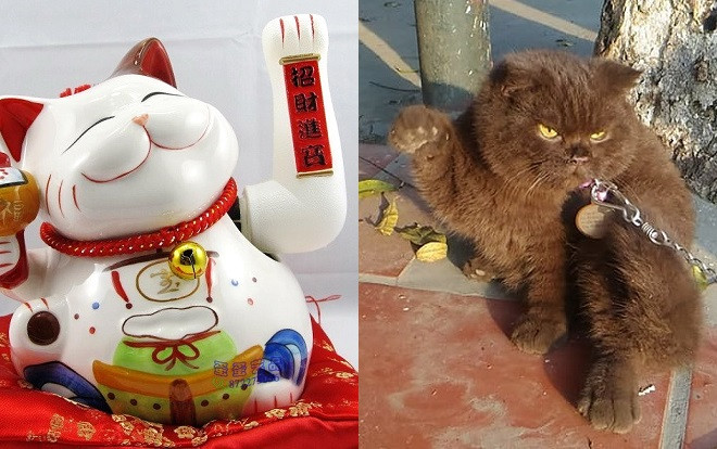 Phát cuồng trước biểu cảm của chú 'mèo lợn' bị chủ buộc ngoài cửa vừa giảm cân vừa làm 'mèo thần tài' Ảnh 2