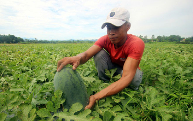 Quảng Nam gửi thư kêu gọi 'giải cứu' dưa hấu ứ đọng Ảnh 2