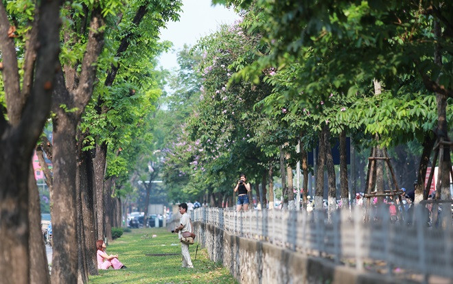 Có một mùa khắp đường phố Hà Nội nhuộm toàn sắc tím mộng mơ khiến ai đi qua cũng ngẩn ngơ ngắm nhìn Ảnh 2