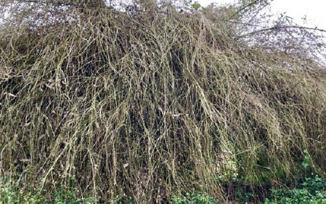 Quá hiếm: Bụi hoa tre to như chuồng nhốt trâu, bò ở Quảng Ngãi Ảnh 2