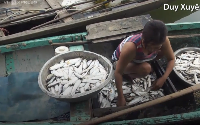 Săn cá mòi bơi ngược dòng ở Quảng Nam Ảnh 2