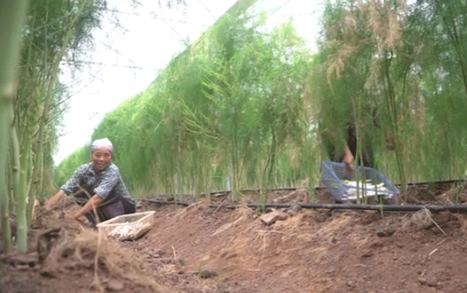 Clip: Vườn măng tây cho thu nhập hàng triệu đồng mỗi ngày ở Hà Nội Ảnh 2
