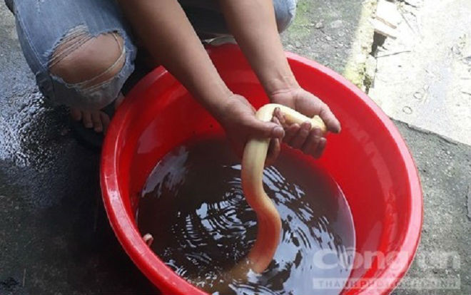 Bắt được lươn bạch tạng 'khủng' hiếm thấy Ảnh 2