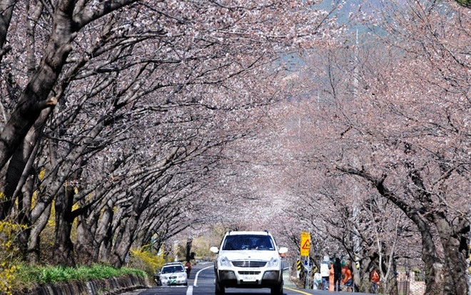 Tất tần tật kinh nghiệm du lịch Hàn Quốc mùa hoa anh đào (Kỳ 2) Ảnh 2